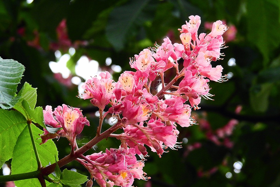 Insieme alla Dott.ssa Pedrelli, scopriamo il Red Chestnut- Castagno Rosso un fiore di Bach utile alle persone sempre preoccupate per la salute e il benessere altrui.